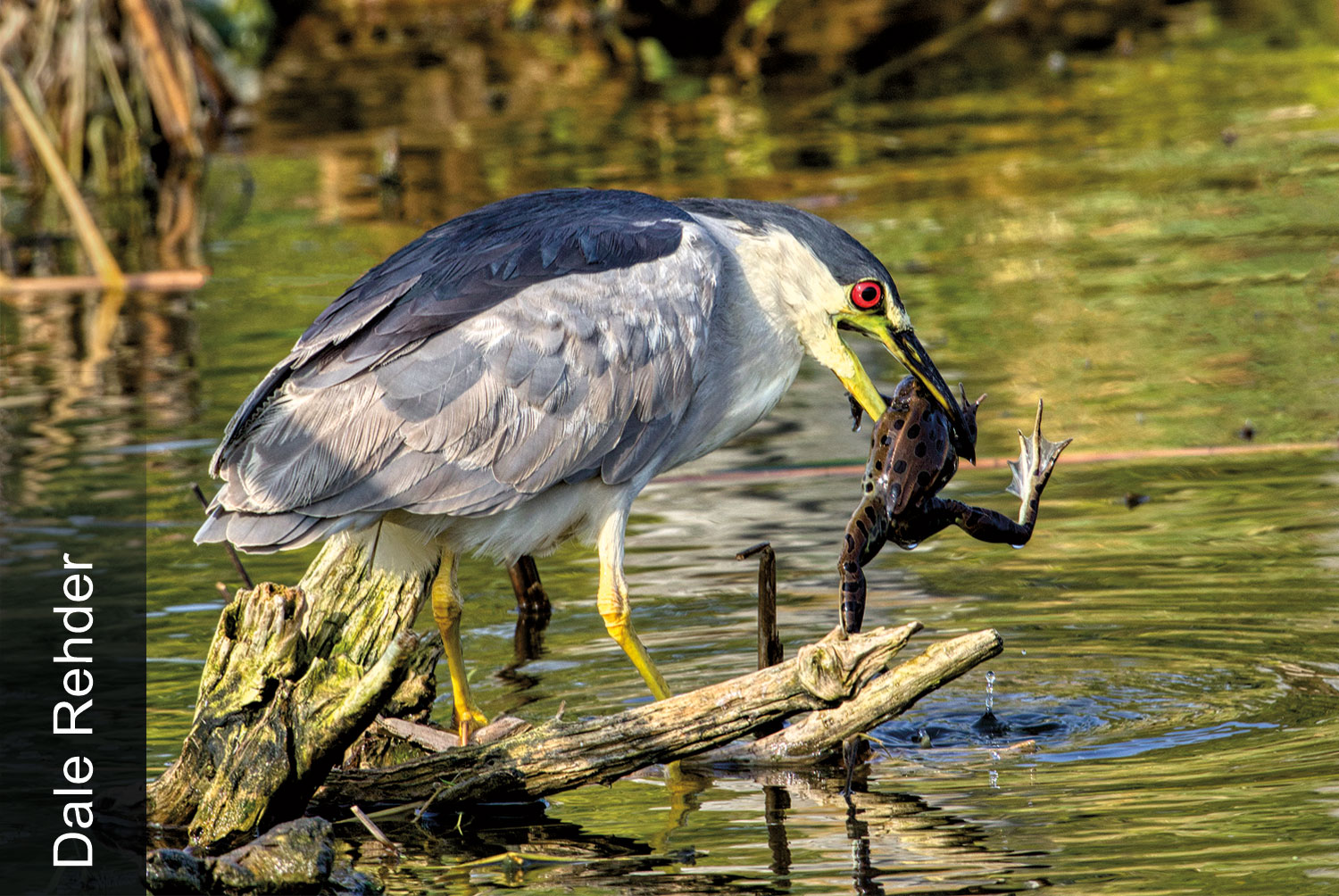 Black-crowned night heron with leopard frog