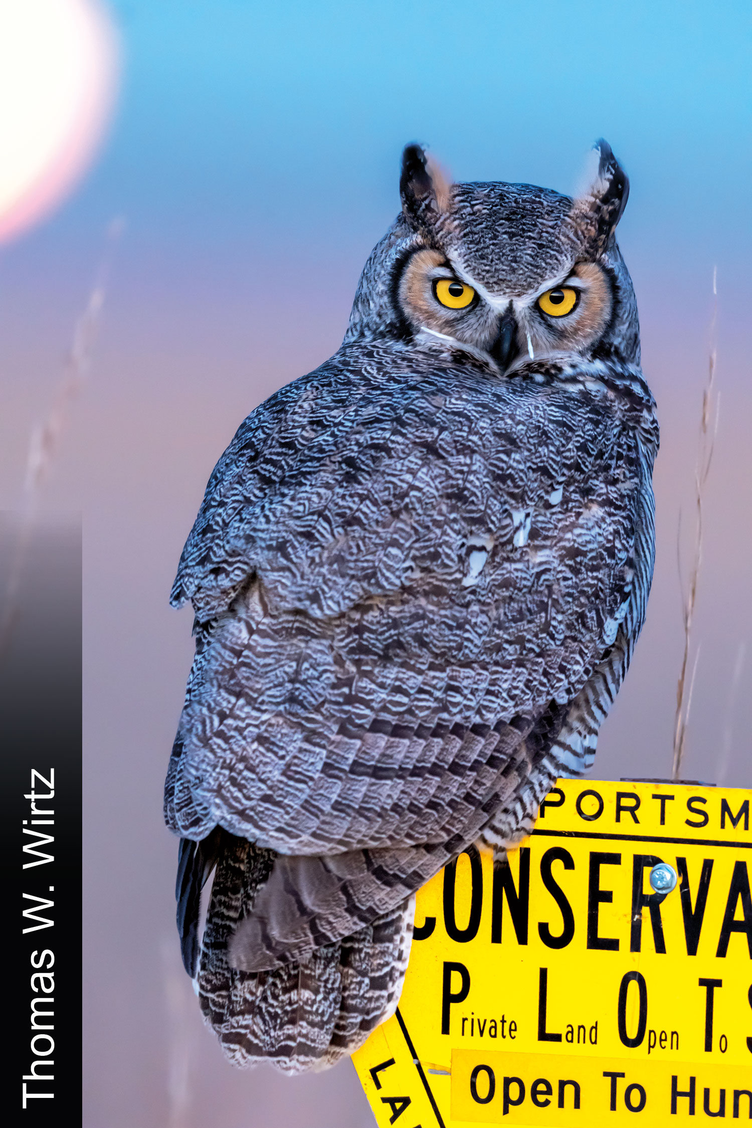 Great horned owl