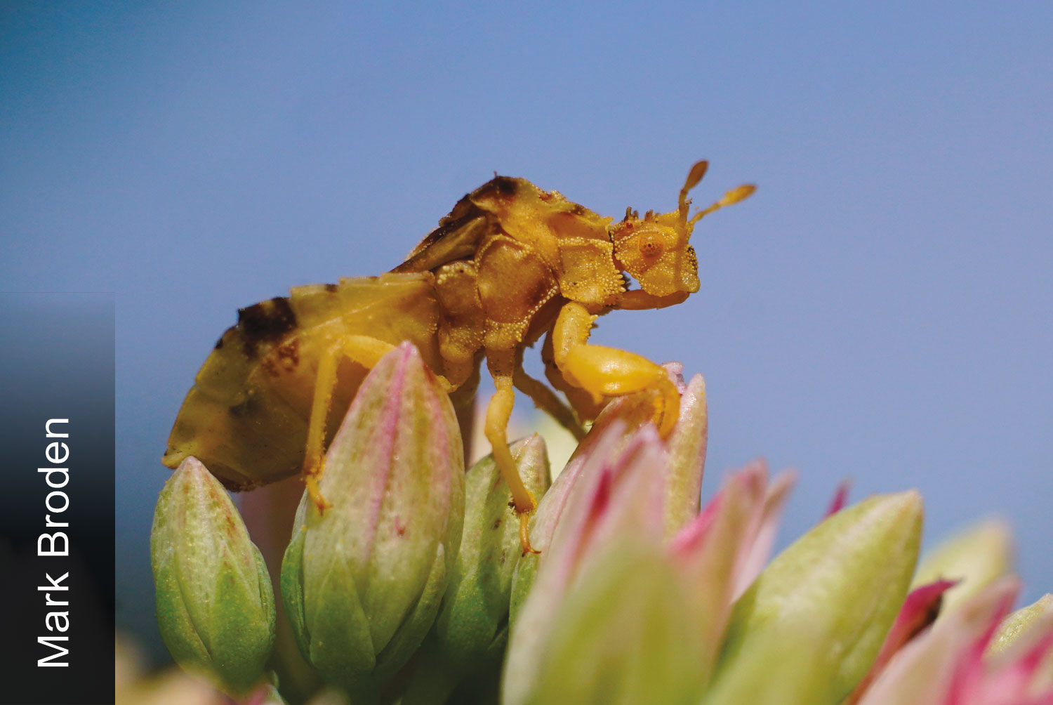 Ambush bug