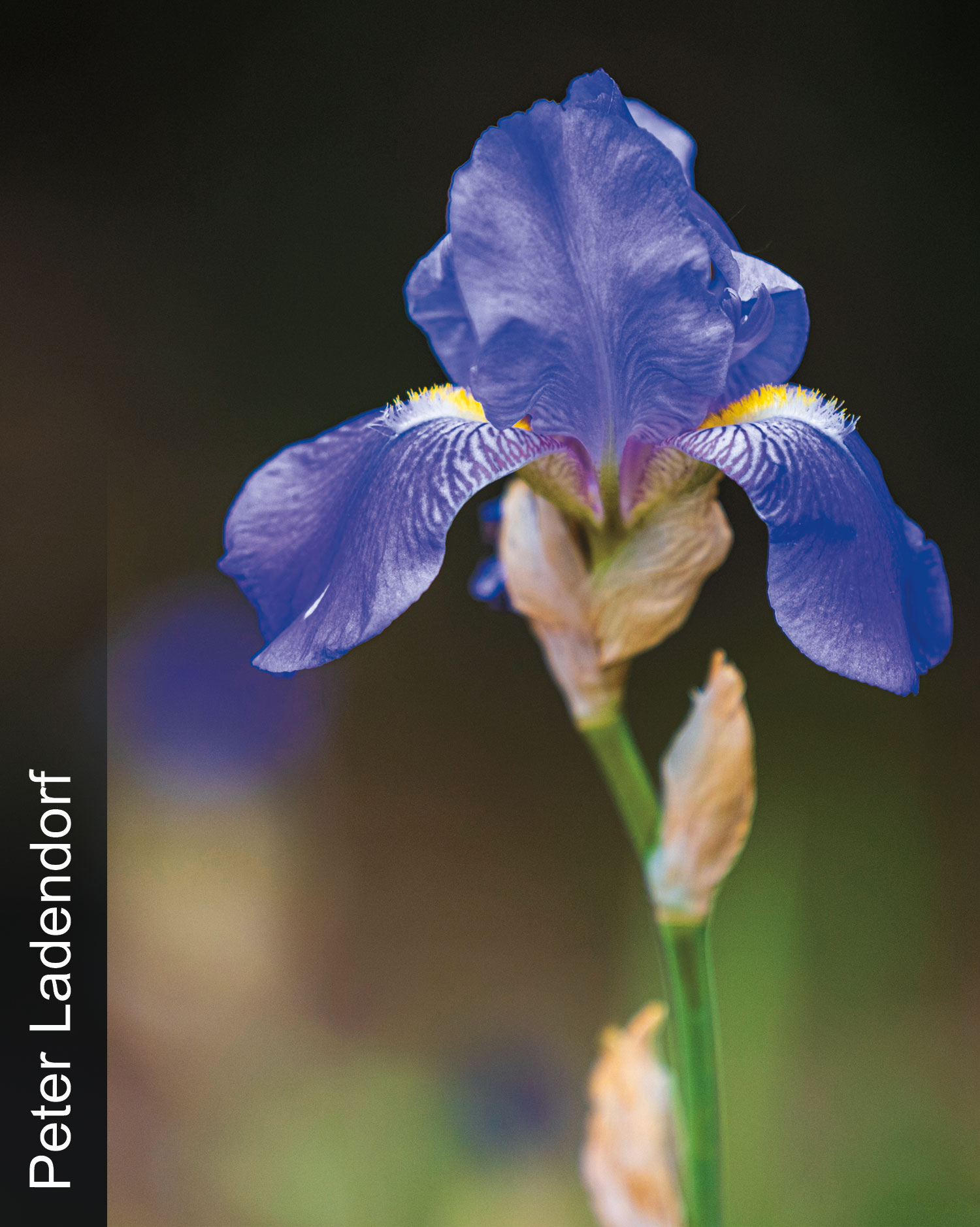 Rocky Mountain iris