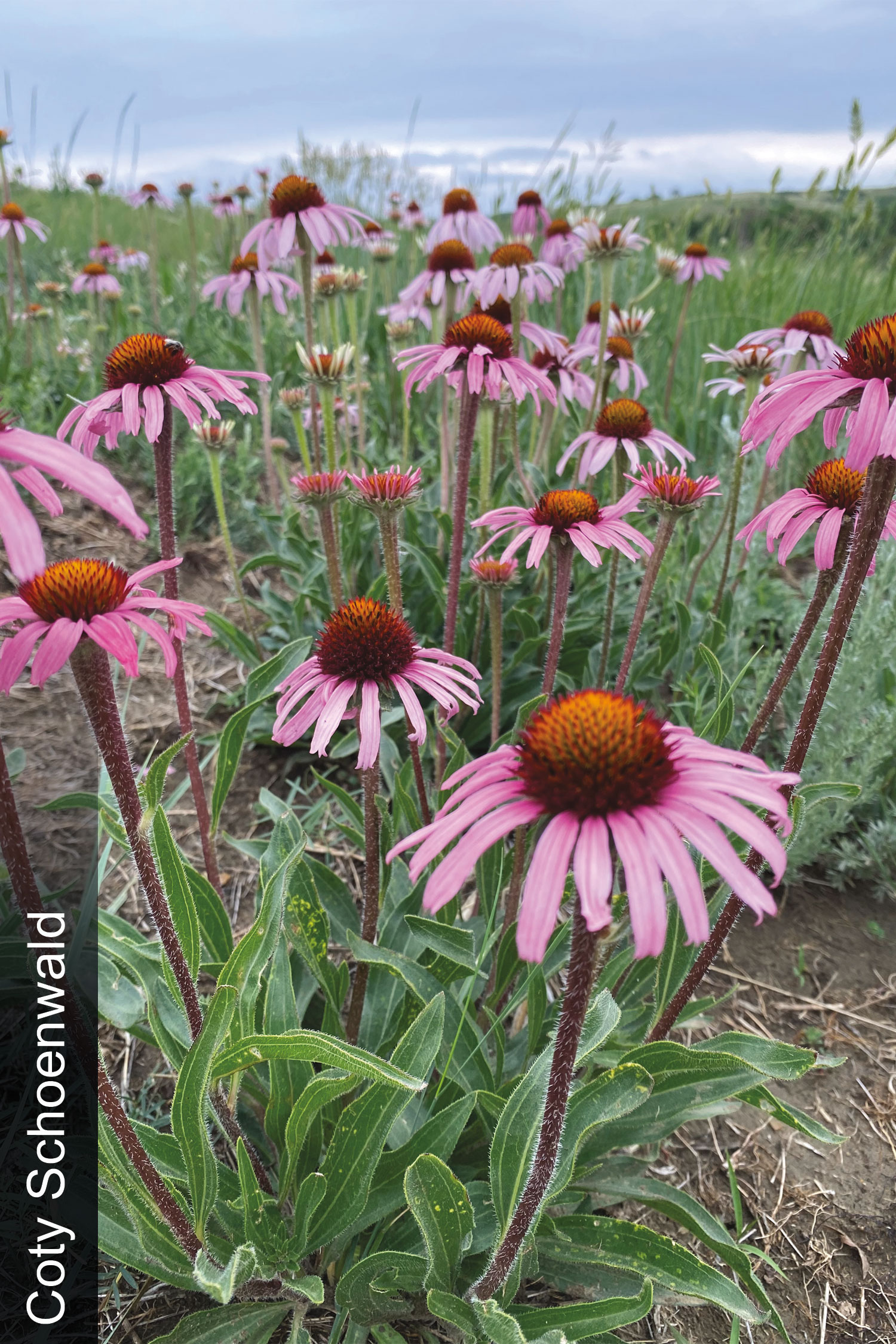 Purple coneflower