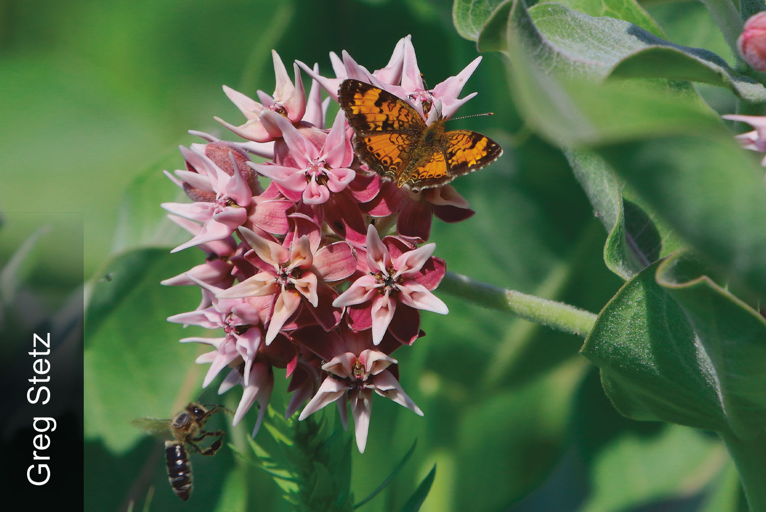 Pearl crescent on milkweed