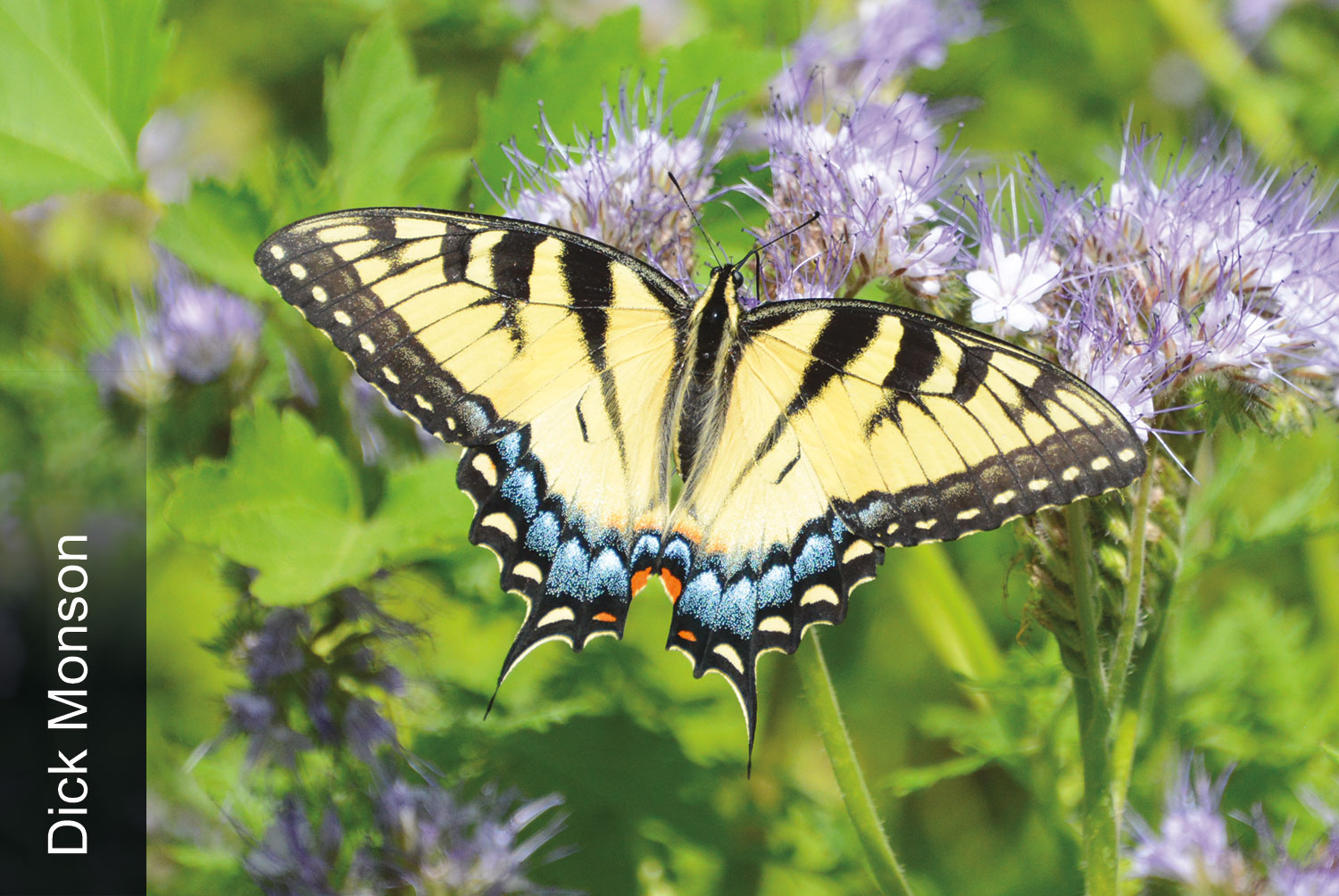 Eastern tiger swallowtail