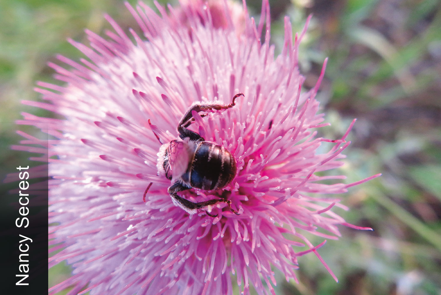 Bumblebee on thistle