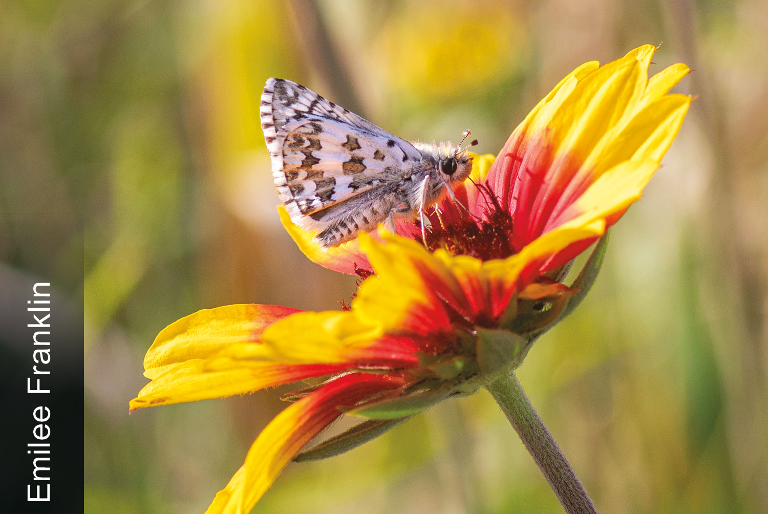 Checkered skipper on blanket flower