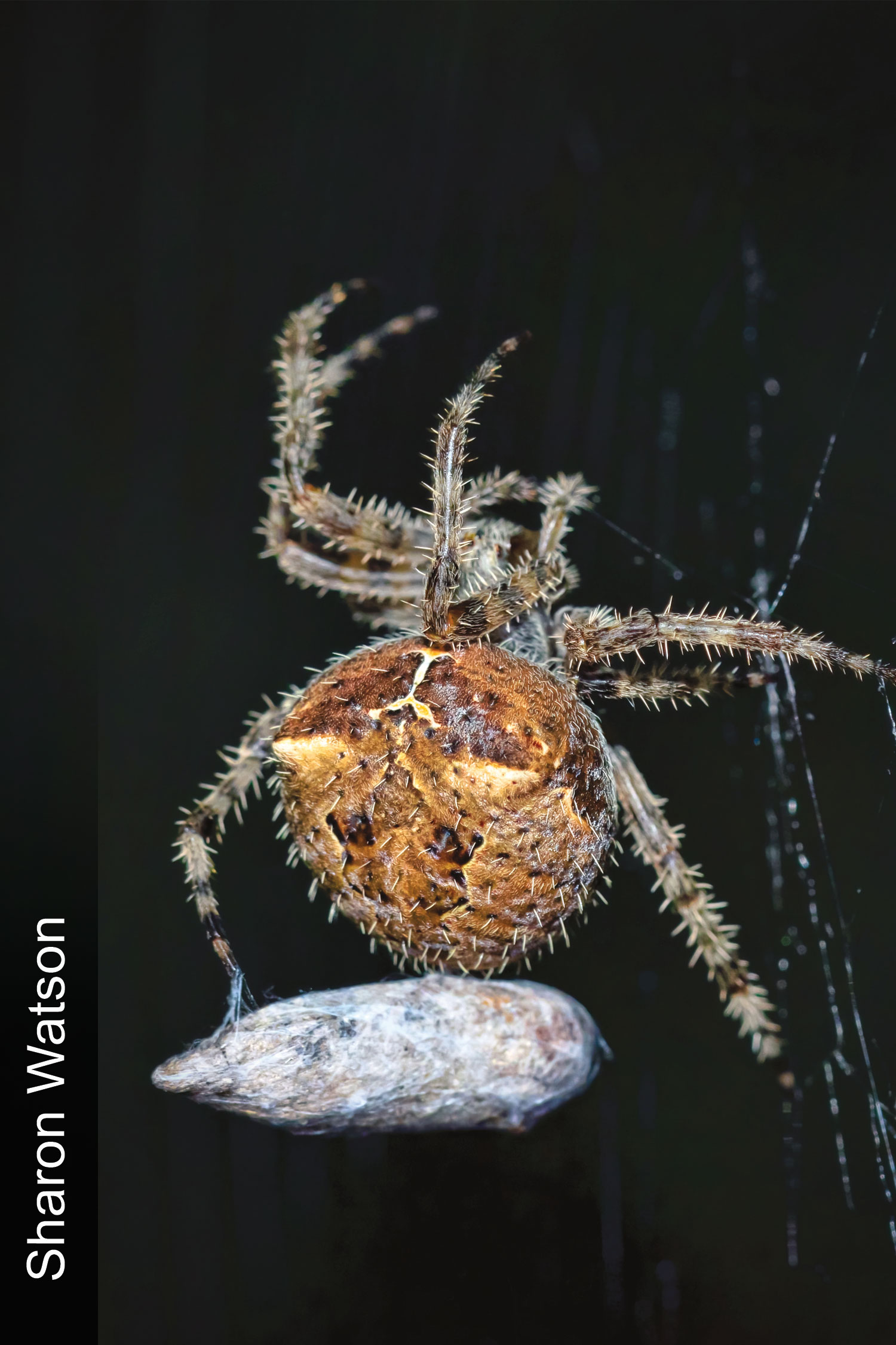 Cat face spider