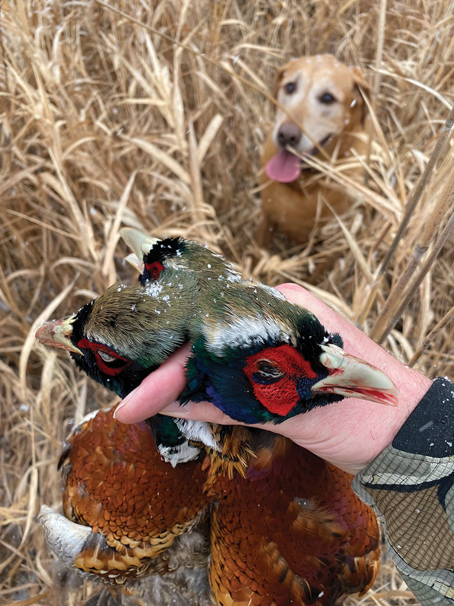 Harvested pheasants with hunting dog in background