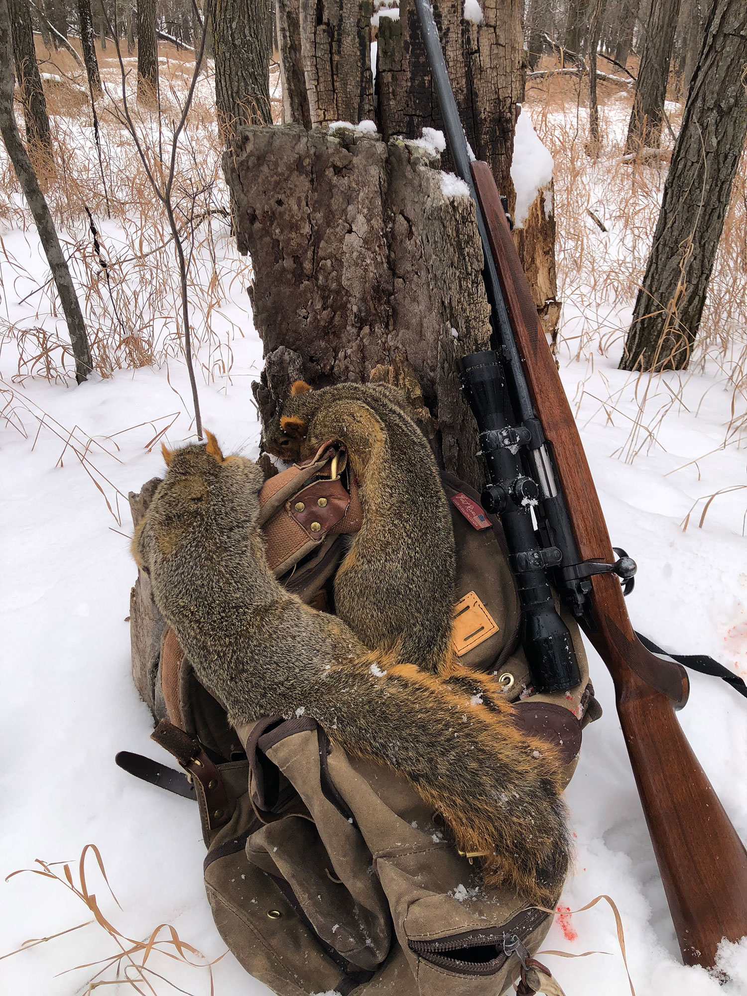 Harvested squirrels