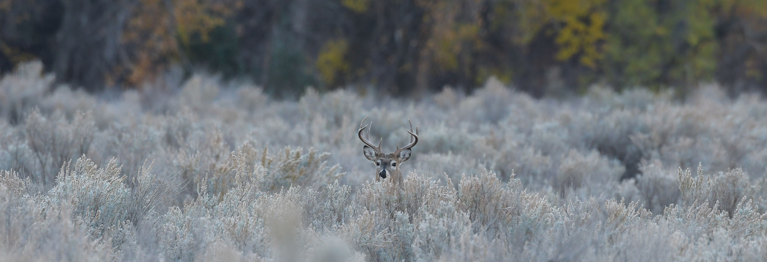 White-tailed buck