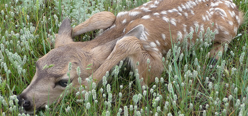 White-tailed fawn hiding in grass