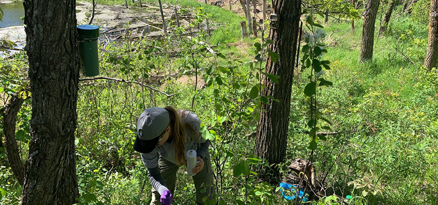 Researcher setting pine marten trap
