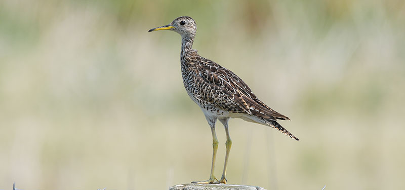Upland sandpiper on fence post
