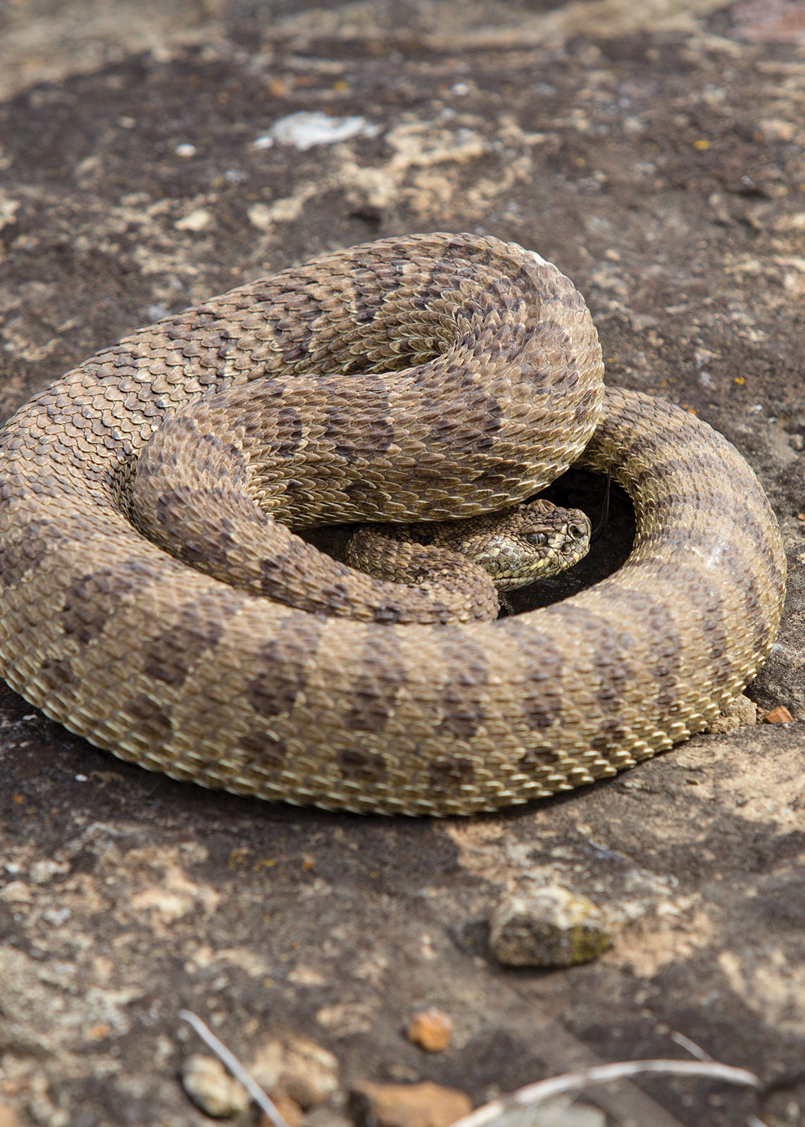 Coiled rattlesnake near den east of the Missouri River