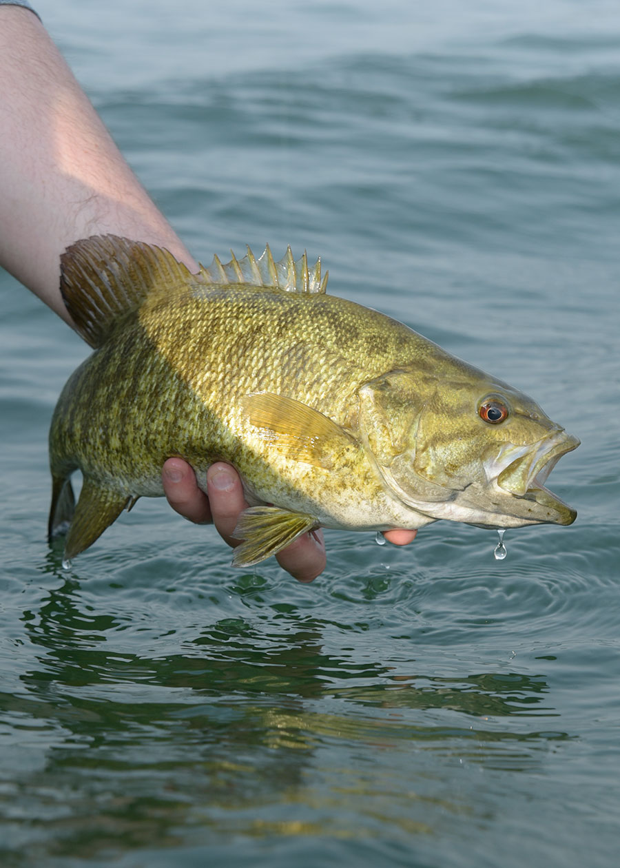 Smallmouth bass held by angler before releasing into water