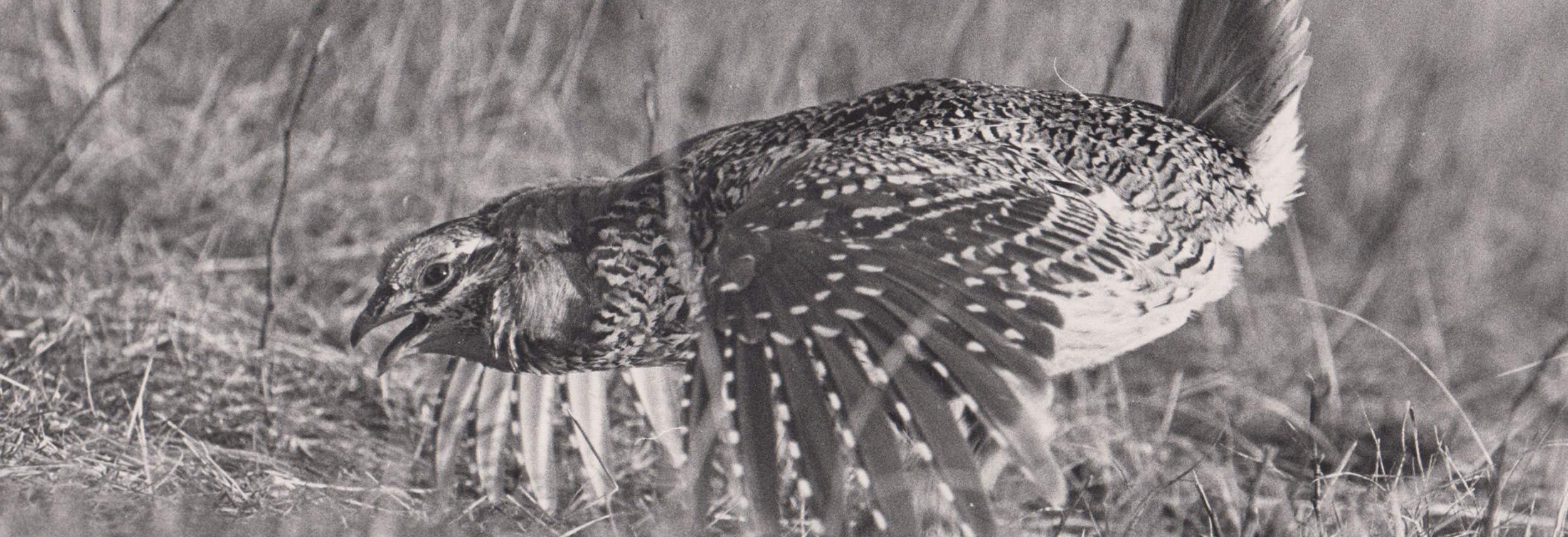 Black and white photo of sharp-tailed grouse displaying