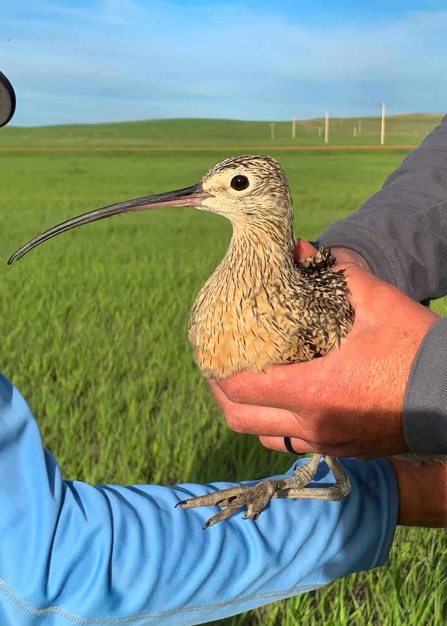 Researcher holding curlew