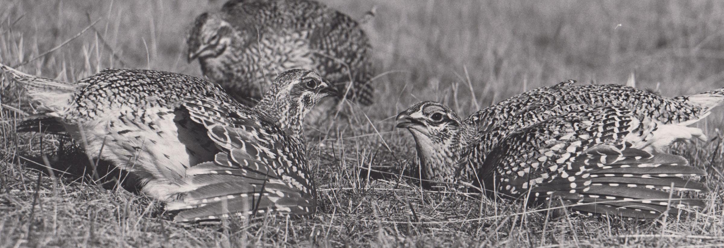 Old black and white photo of grouse displaying