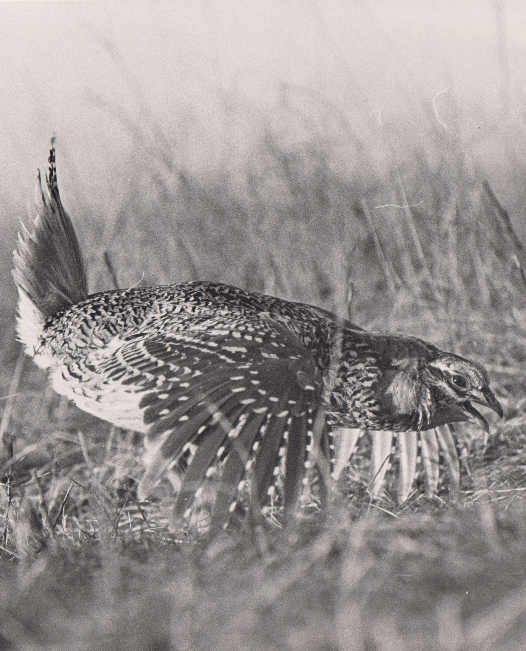 Old black and white photo of sharptail displaying