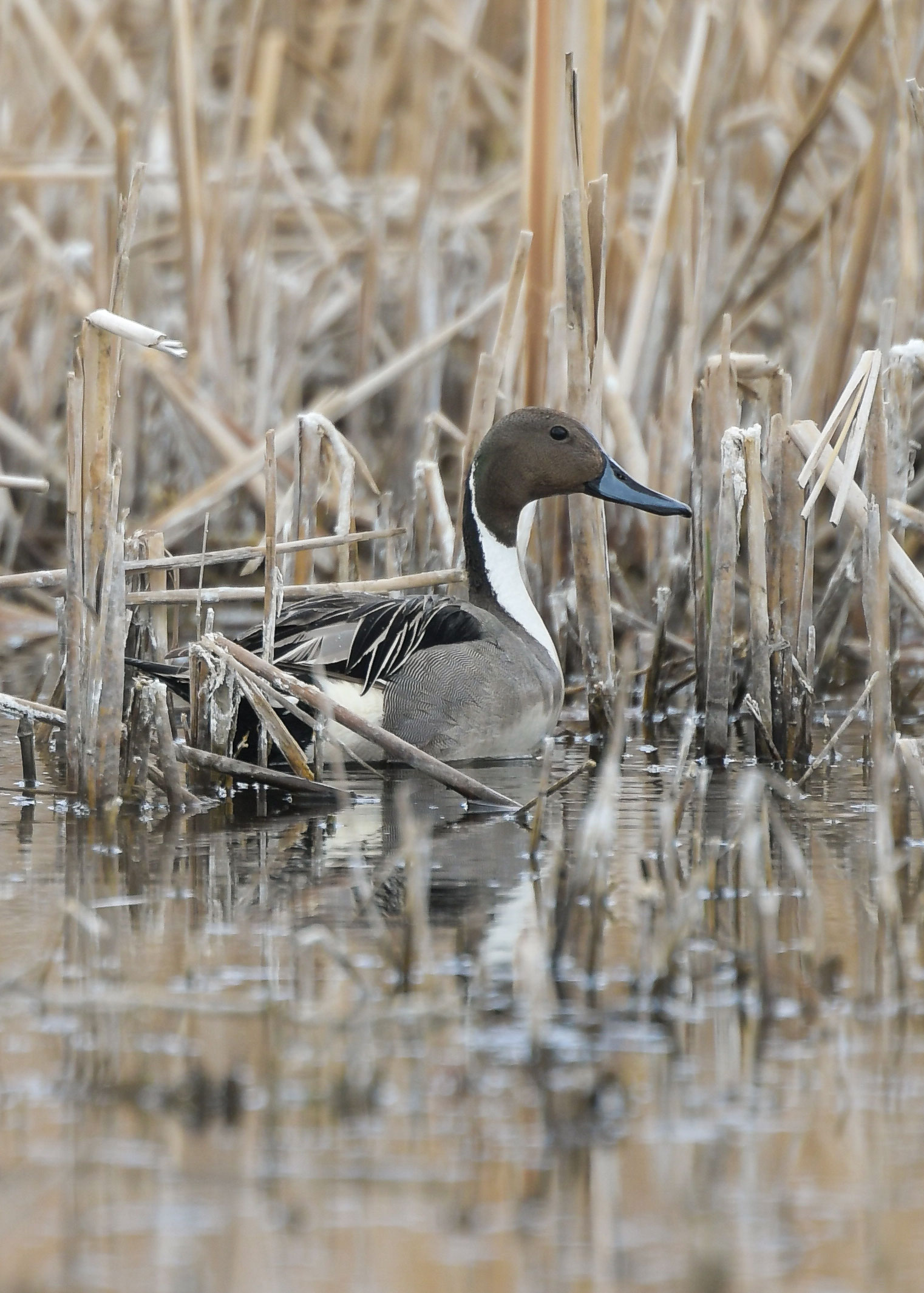 Pintail drake in wetland with brown reeds