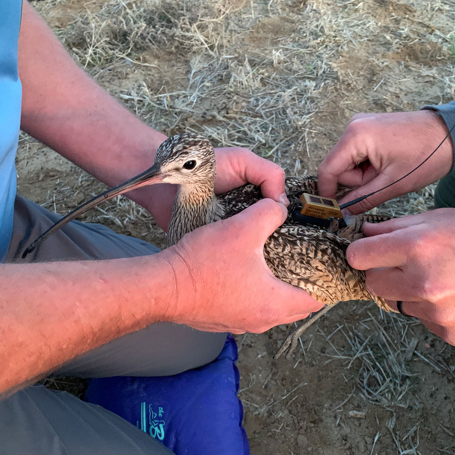Curlew with transmitter on back