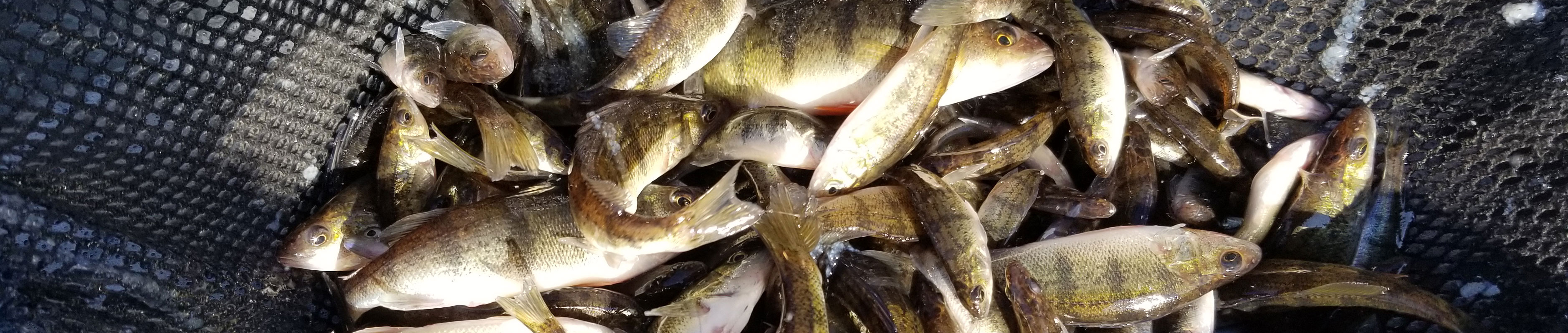 Yellow perch in a net