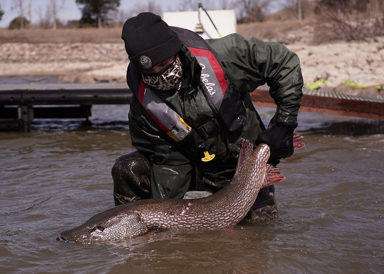Biologist releasing tagged pike into water