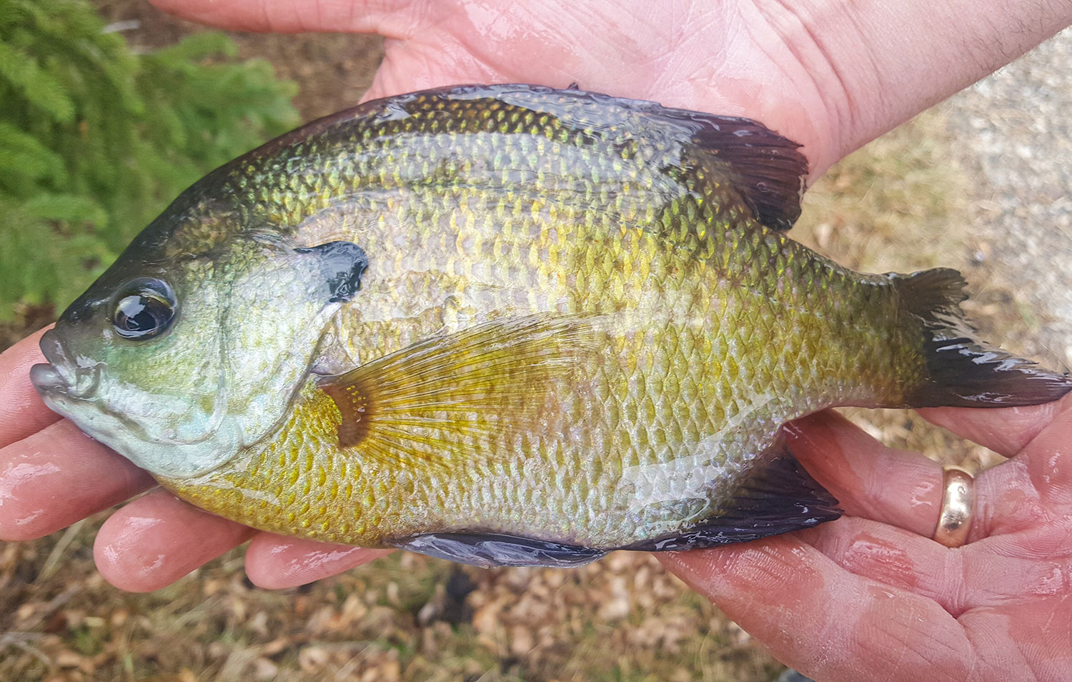 Bluegill fishing: How and where to catch the popular fish species
