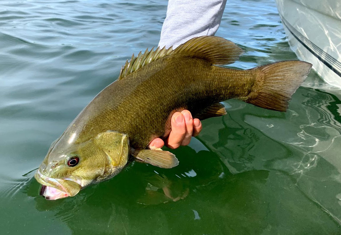 Smallmouth bass held above water just before release