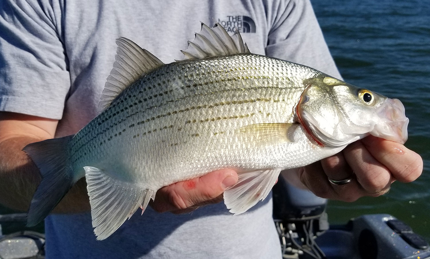 White bass held by angler