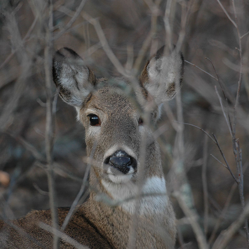 White-tailed doe looking through trees