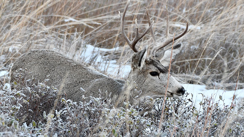 Mule deer buck in snowy bushes