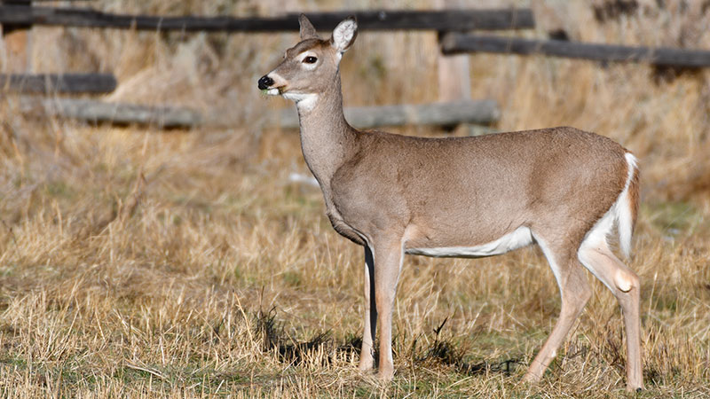 White-tailed doe in fall