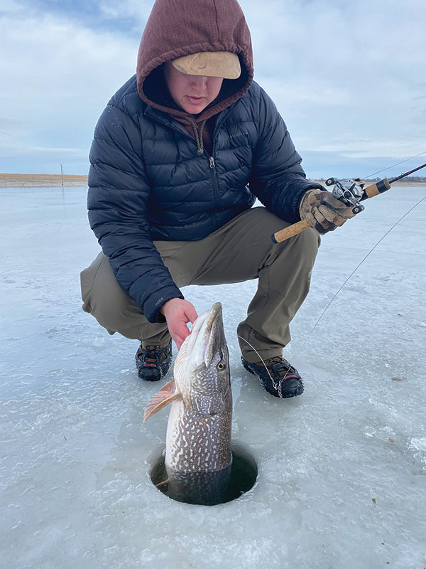 Angler pulling northern pike out of ice hole