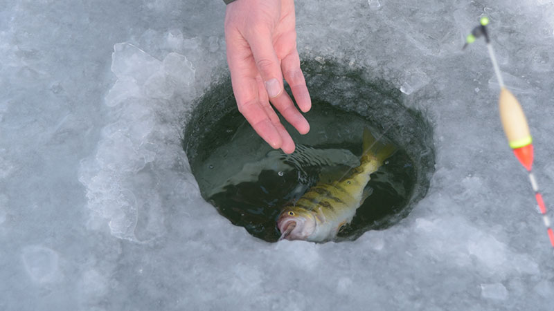 Yellow perch being pulled out of ice hole