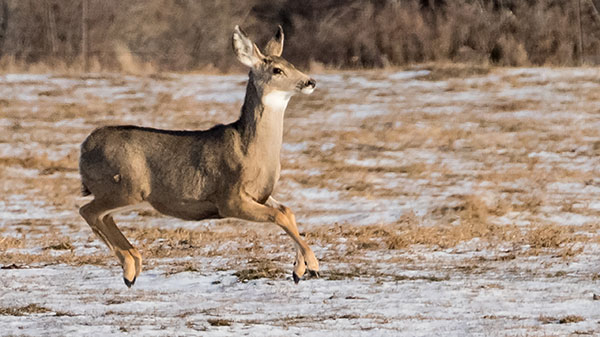 Mule deer doe exhibiting the stotting gait
