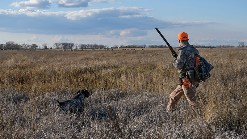 Hunter with dog in field pheasant hunting