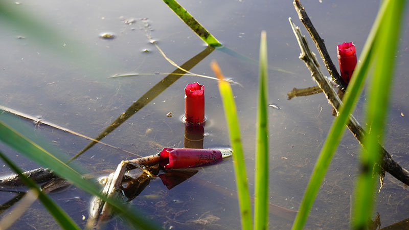 Spent shotgun shells in a wetland