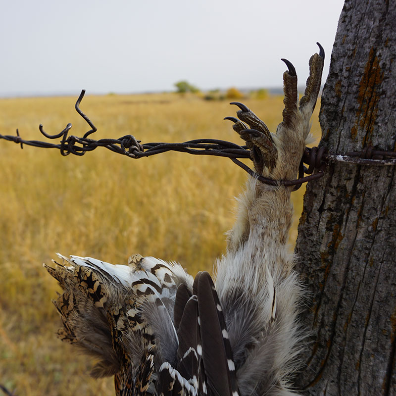 Harvested sharptail hanging from barbedwire fence