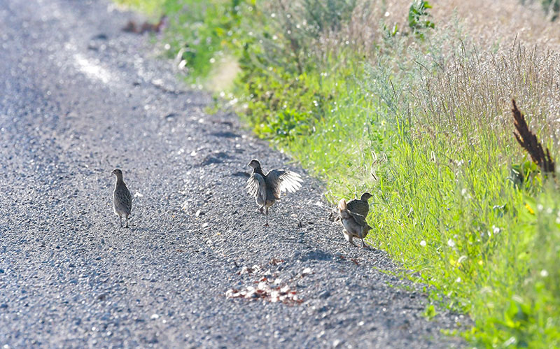 Chicks on gravel road