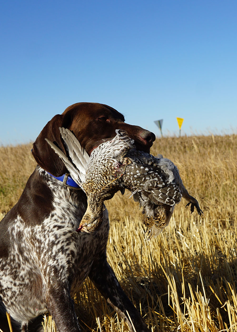 Hunting dog with harvested sharptail. PLOTS signs in background.
