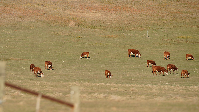 Cattle grazing on trust lands