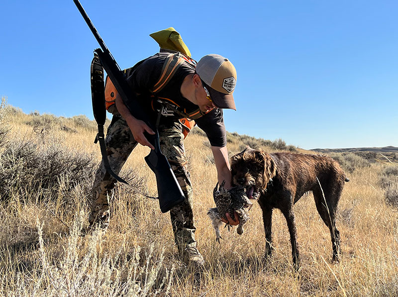 Hunter with hunting dog that is holding a sharptail