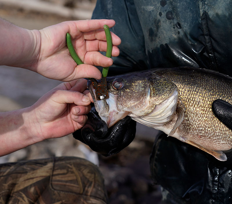 Fisheries biologists tagging a walleye
