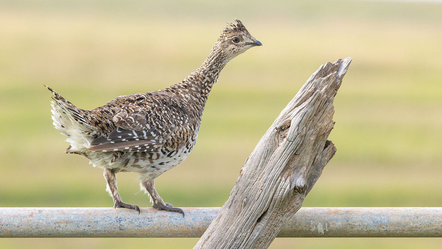 Sharp-tailed grouse on a fence