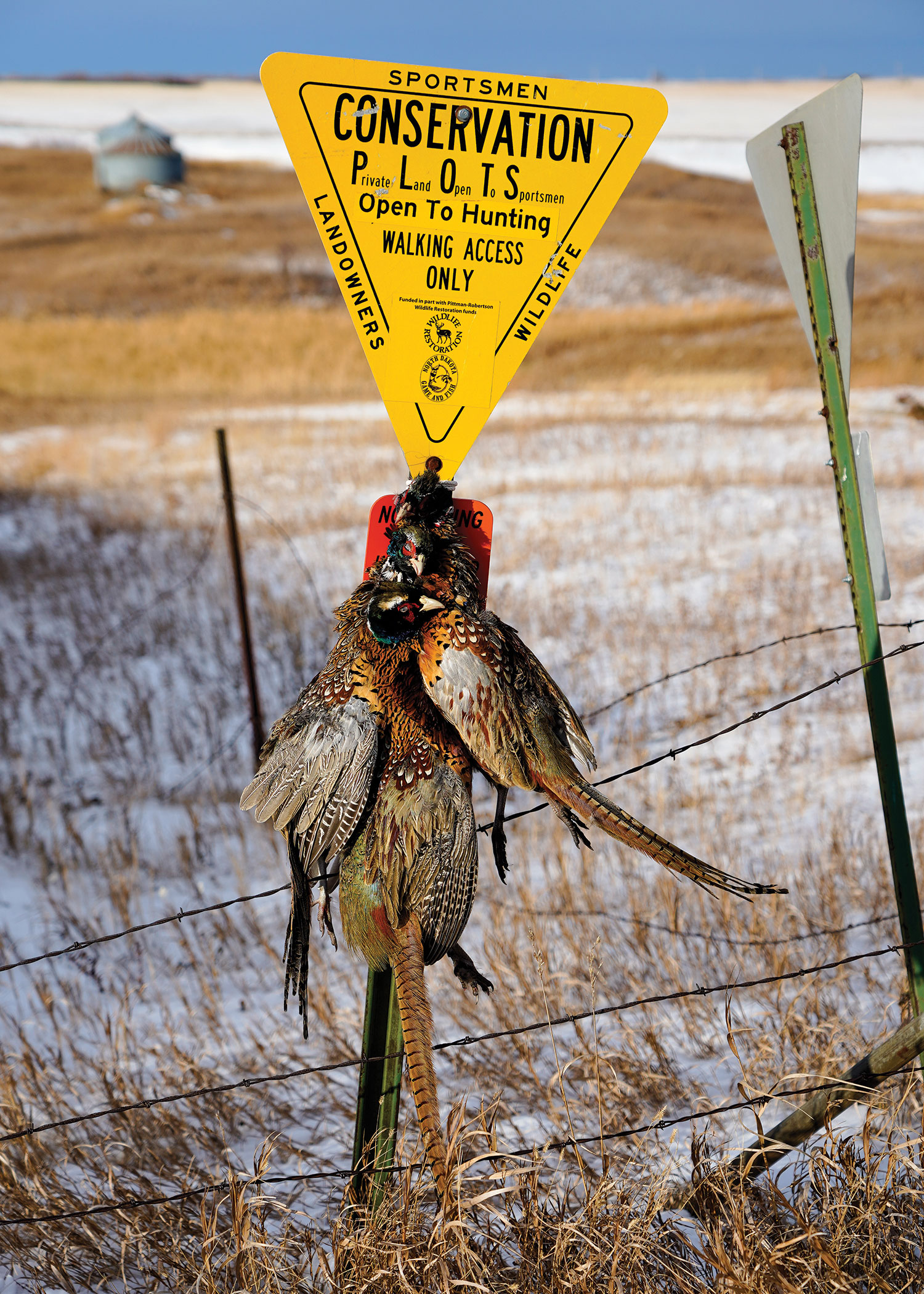Harvested pheasants hanging from plots sign
