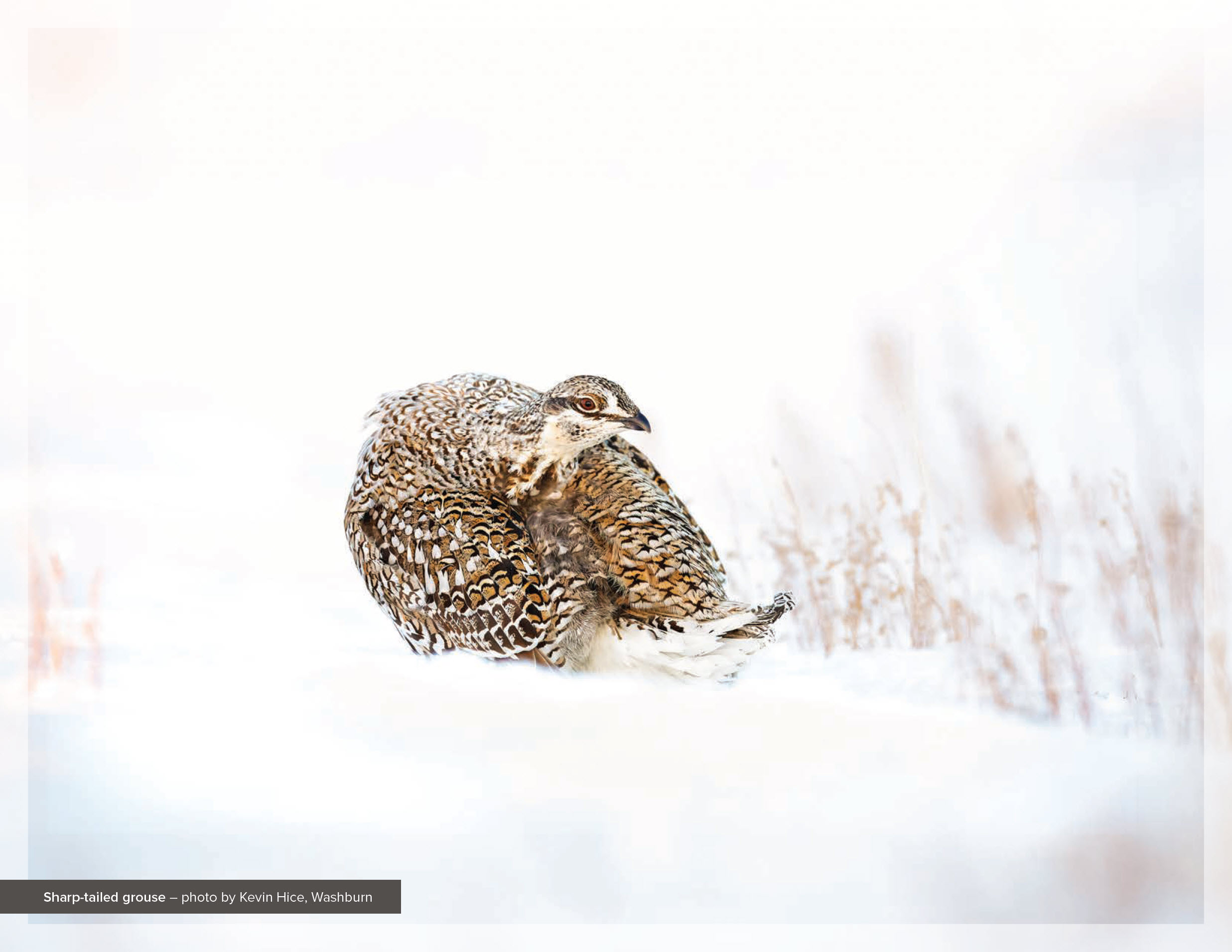 Sharp-tailed grouse – photo by Kevin Hice, Washburn