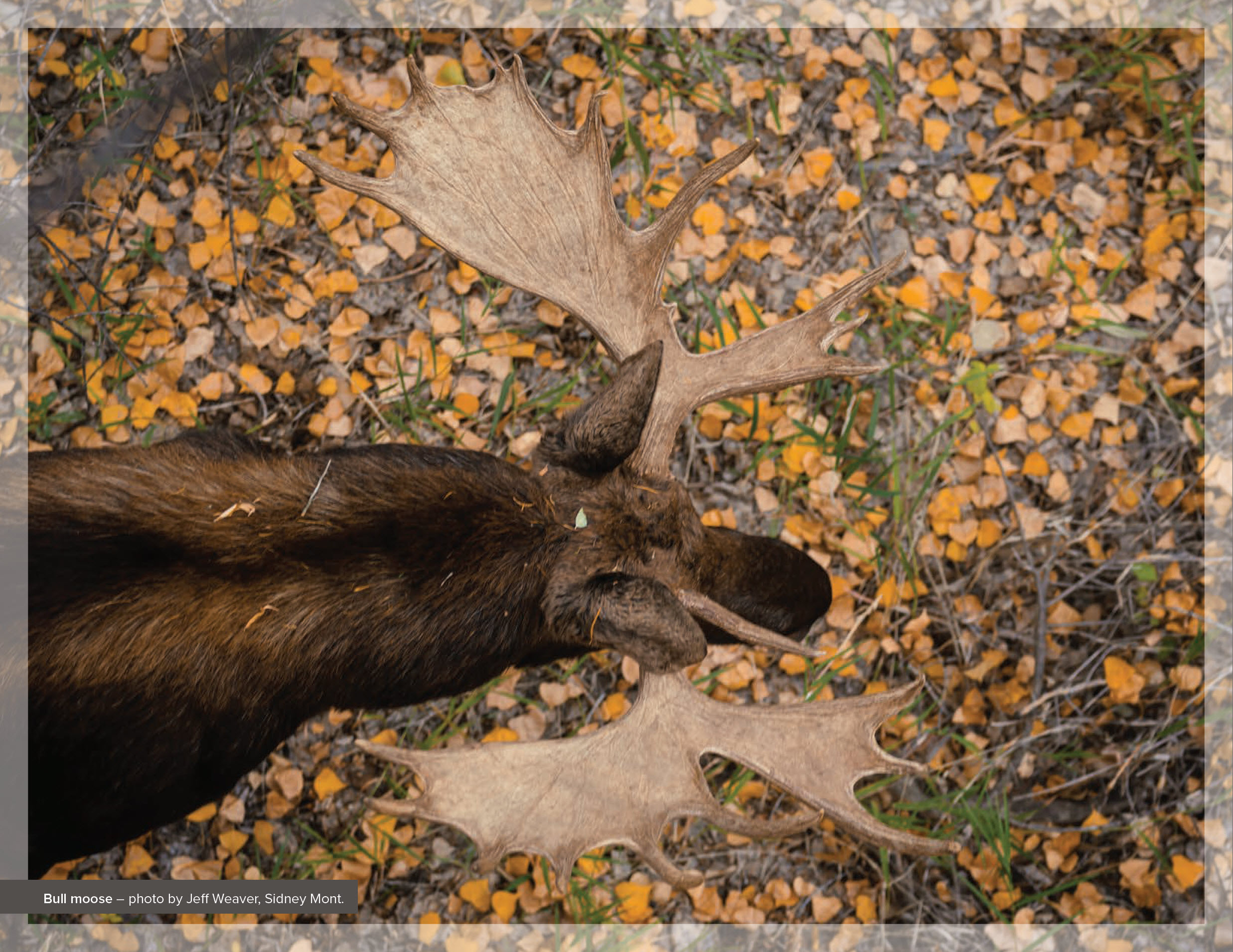 Bull moose – photo by Jeff Weaver, Sidney Mont.