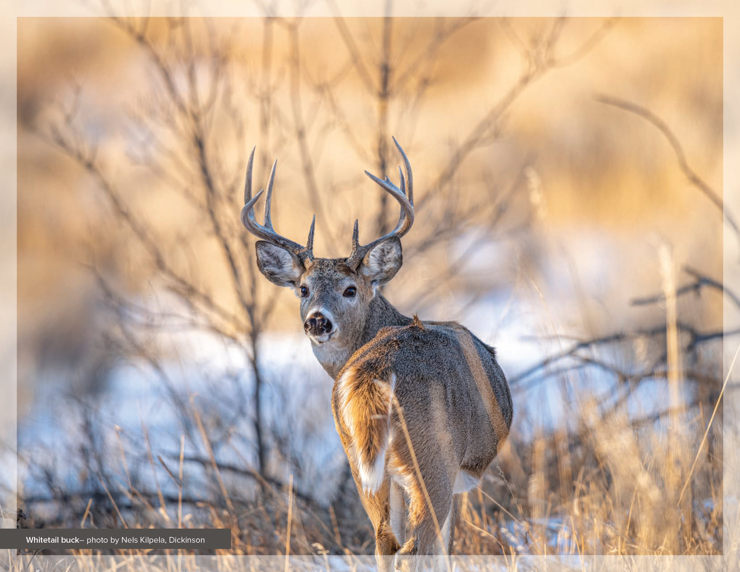 Whitetail buck– photo by Nels Kilpela, Dickinson