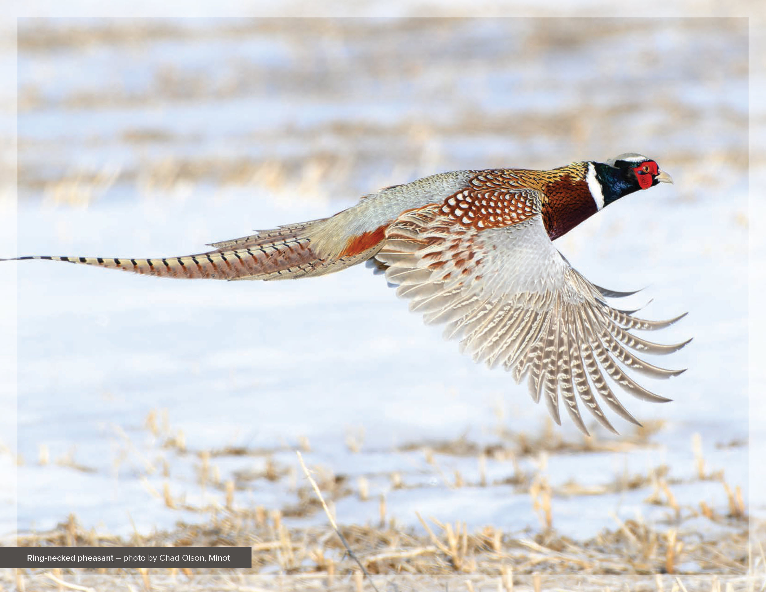 Ring-necked pheasant – photo by Chad Olson, Minot