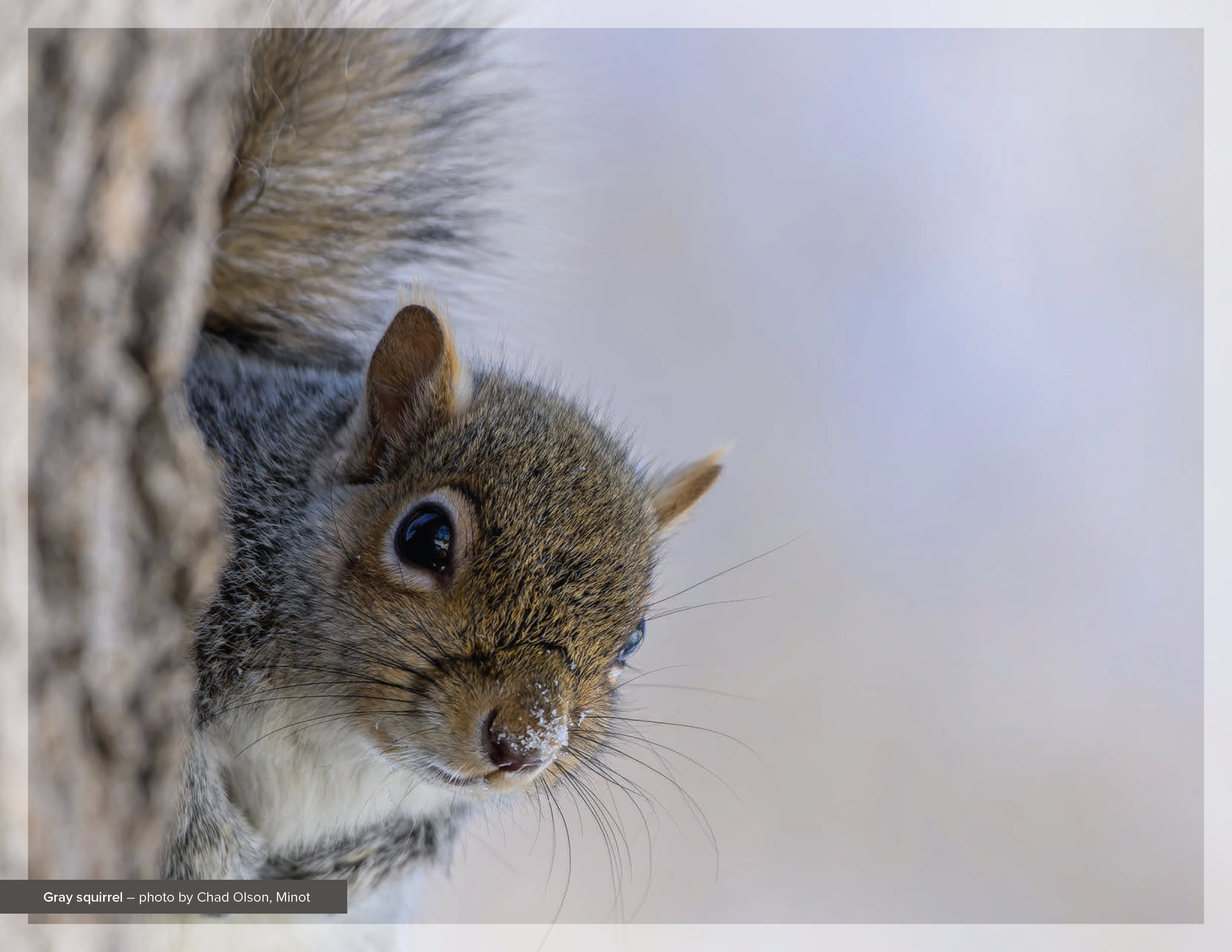 Gray squirrel – photo by Chad Olson, Minot